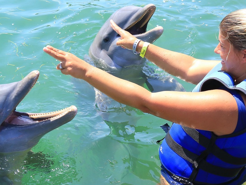 Nado com os golfinhos em Punta Cana Nado com os golfinhos em Punta Cana