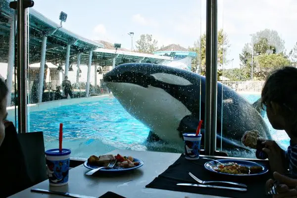 Atração Dine with Orcas no SeaWorld em San Diego