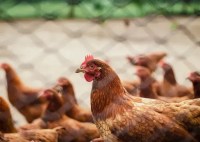 “China suspende compra de frango brasileiro”, diz Fávaro à CNN